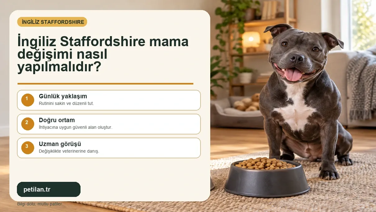 İngiliz Staffordshire mama değişimi nasıl yapılmalıdır?