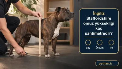 İngiliz Staffordshire omuz yüksekliği kaç santimetredir?