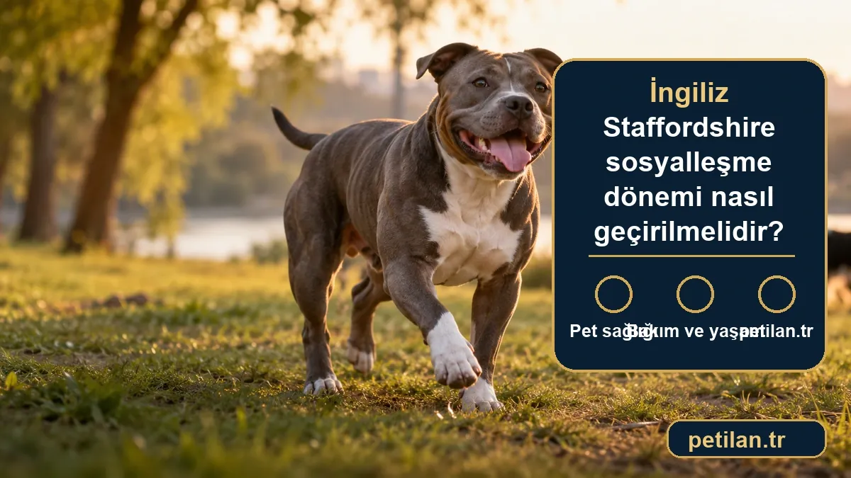 İngiliz Staffordshire sosyalleşme dönemi nasıl geçirilmelidir?