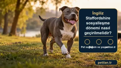 İngiliz Staffordshire sosyalleşme dönemi nasıl geçirilmelidir?
