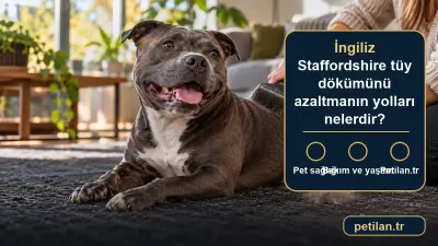 İngiliz Staffordshire tüy dökümünü azaltmanın yolları nelerdir?