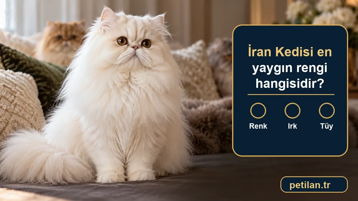 İran Kedisi en yaygın rengi hangisidir?