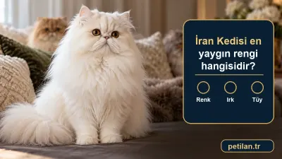 İran Kedisi en yaygın rengi hangisidir?