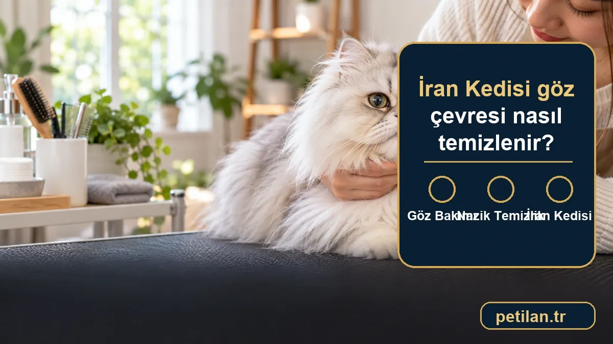 İran Kedisi göz çevresi nasıl temizlenir?