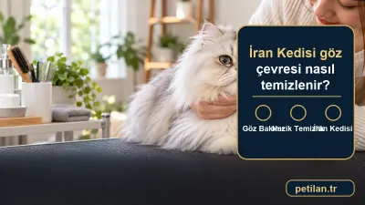 İran Kedisi göz çevresi nasıl temizlenir?