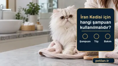 İran Kedisi için hangi şampuan kullanılmalıdır?