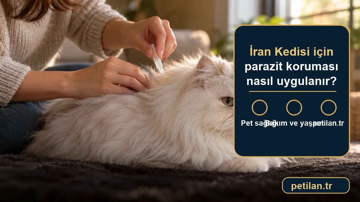 İran Kedisi için parazit koruması nasıl uygulanır?