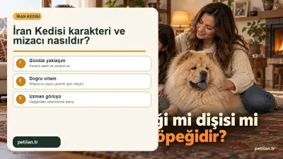 İran Kedisi karakteri ve mizacı nasıldır?