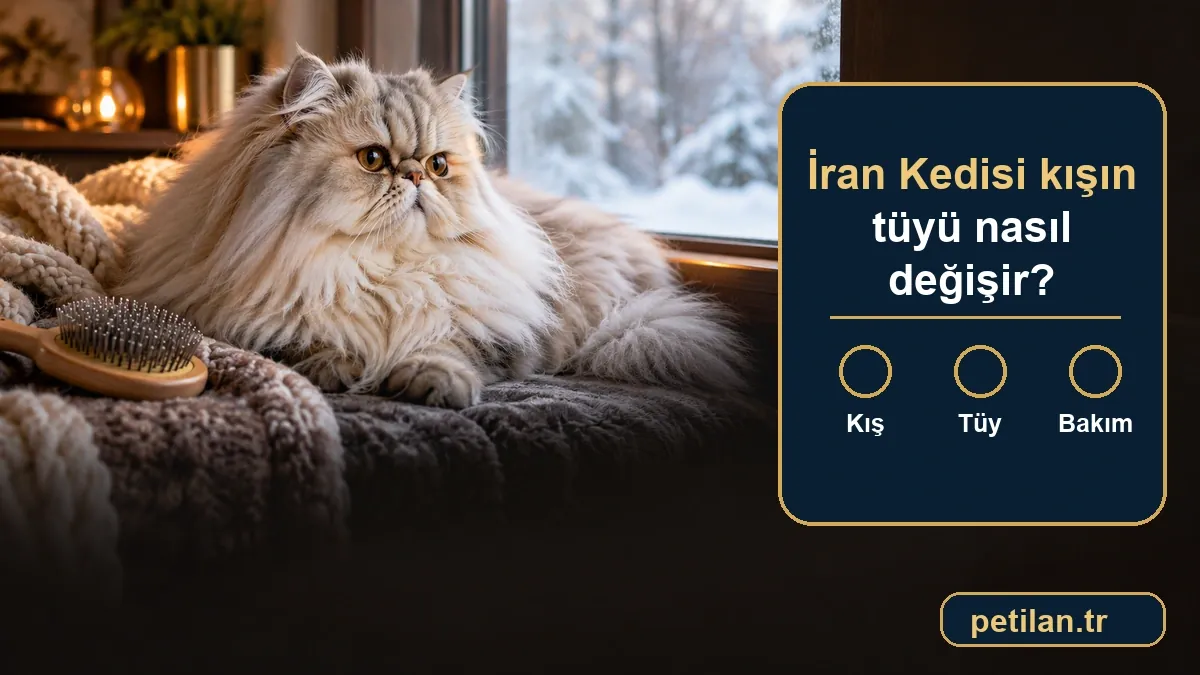 İran Kedisi kışın tüyü nasıl değişir?