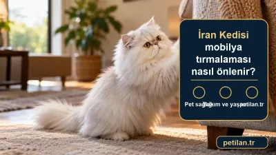 İran Kedisi mobilya tırmalaması nasıl önlenir?