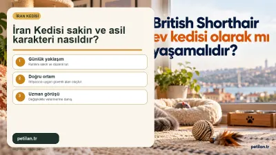 İran Kedisi sakin ve asil karakteri nasıldır?