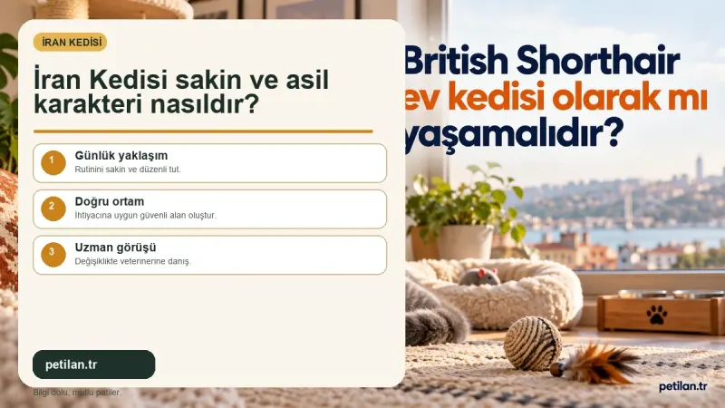 İran Kedisi sakin ve asil karakteri nasıldır?