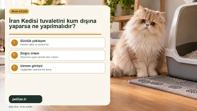 İran Kedisi tuvaletini kum dışına yaparsa ne yapılmalıdır?