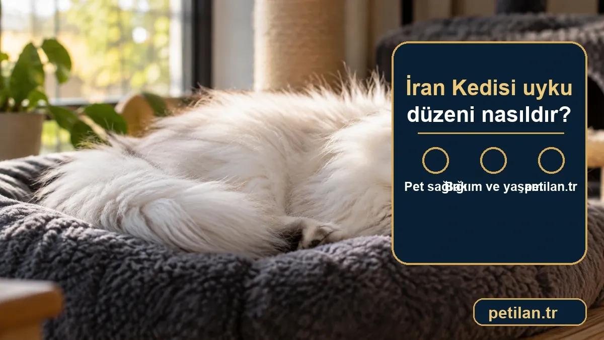 İran Kedisi uyku düzeni nasıldır?