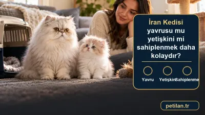 İran Kedisi yavrusu mu yetişkini mi sahiplenmek daha kolaydır?