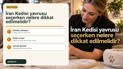 İran Kedisi yavrusu seçerken nelere dikkat edilmelidir?
