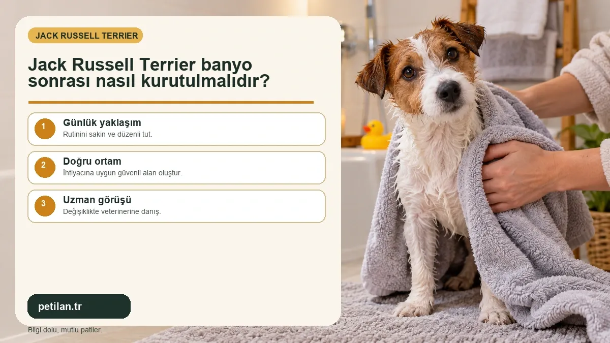 Jack Russell Terrier banyo sonrası nasıl kurutulmalıdır?