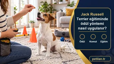 Jack Russell Terrier eğitiminde ödül yöntemi nasıl uygulanır?