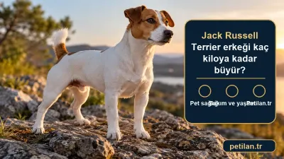 Jack Russell Terrier erkeği kaç kiloya kadar büyür?