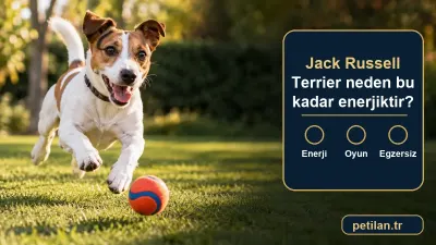 Jack Russell Terrier neden bu kadar enerjiktir?