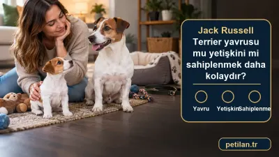 Jack Russell Terrier yavrusu mu yetişkini mi sahiplenmek daha kolaydır?