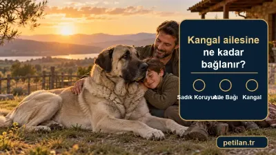 Kangal ailesine ne kadar bağlanır?