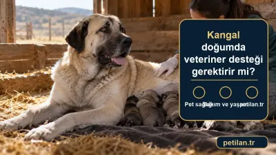 Kangal doğumda veteriner desteği gerektirir mi?