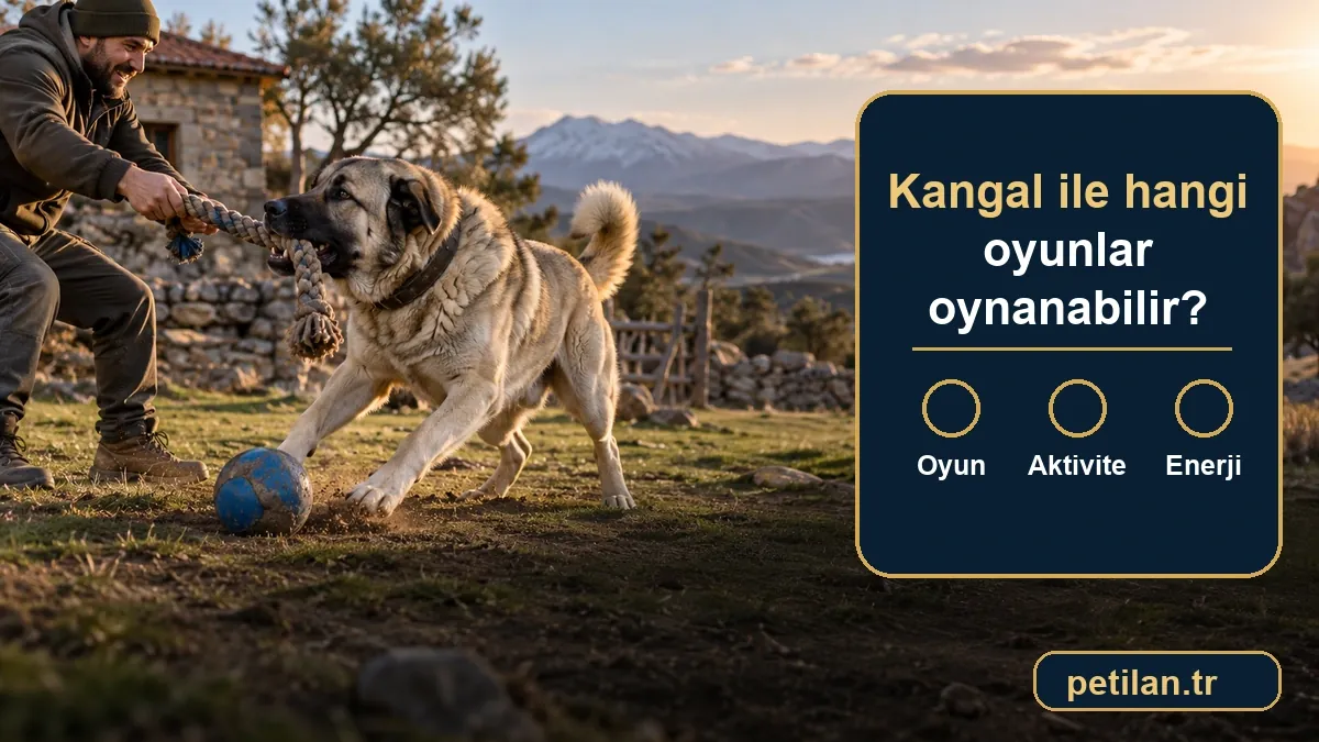 Kangal ile hangi oyunlar oynanabilir?