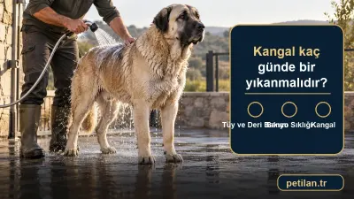 Kangal kaç günde bir yıkanmalıdır?