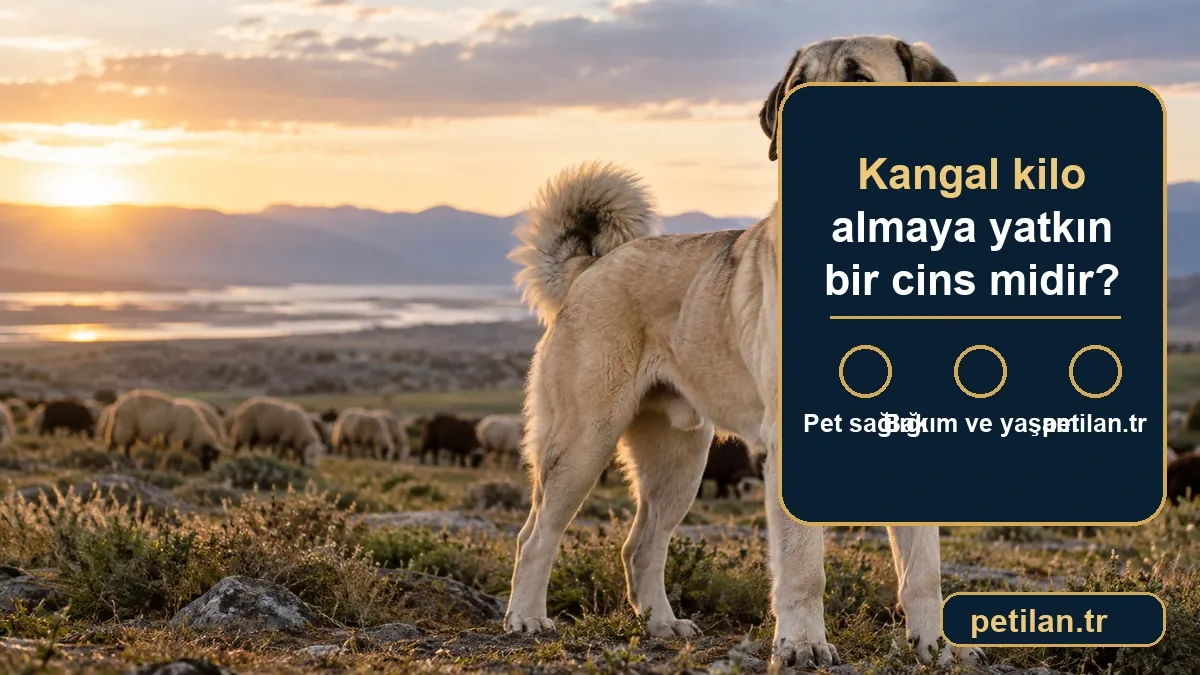 Kangal kilo almaya yatkın bir cins midir?
