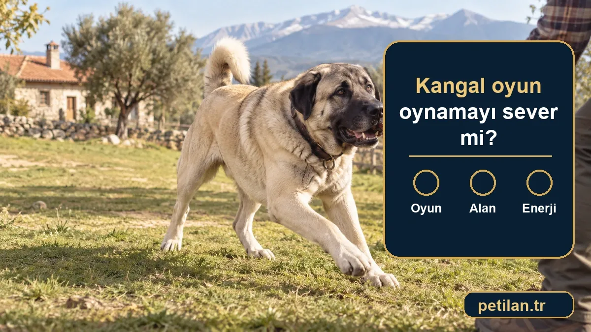 Kangal oyun oynamayı sever mi?