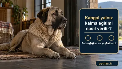 Kangal yalnız kalma eğitimi nasıl verilir?