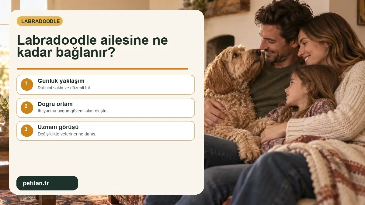 Labradoodle ailesine ne kadar bağlanır?