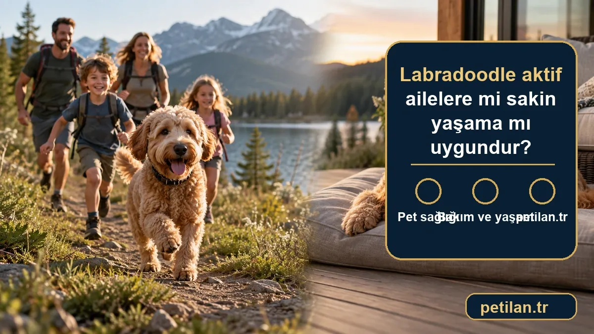 Labradoodle aktif ailelere mi sakin yaşama mı uygundur?