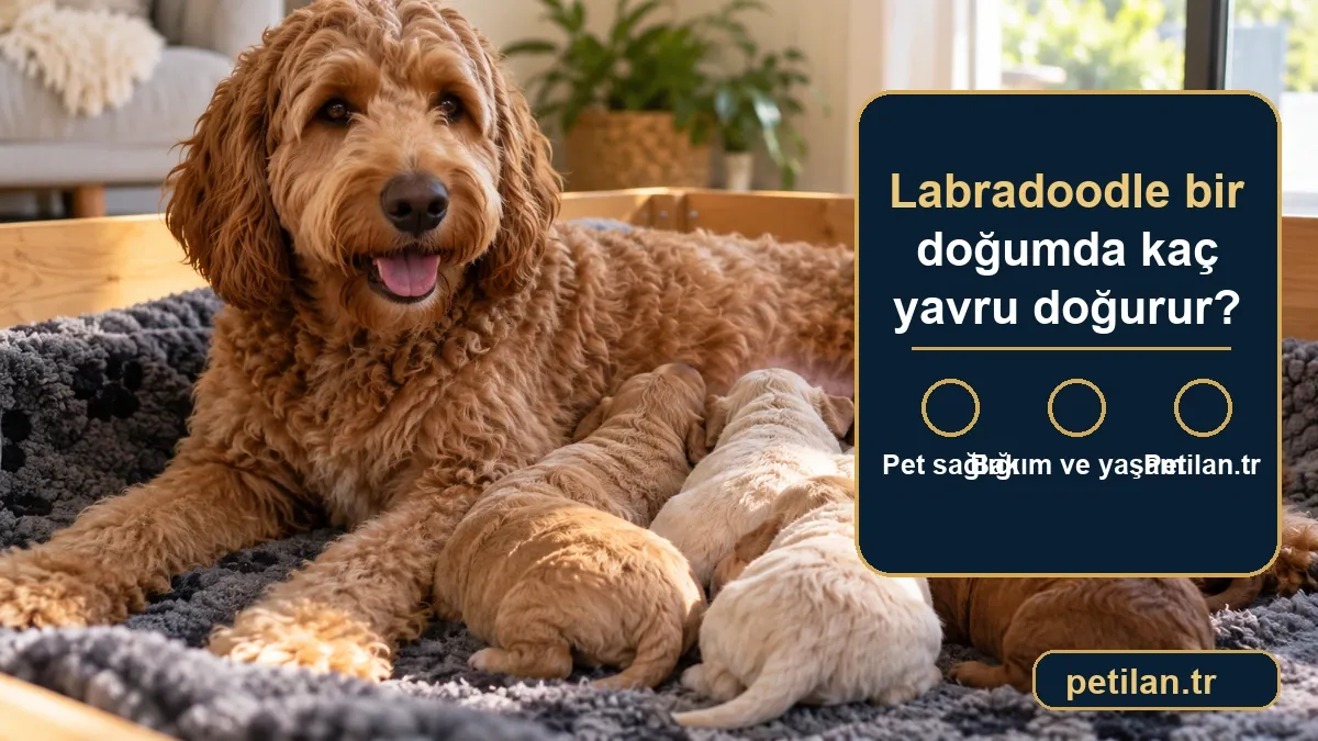 Labradoodle bir doğumda kaç yavru doğurur?