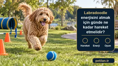 Labradoodle enerjisini atmak için günde ne kadar hareket etmelidir?