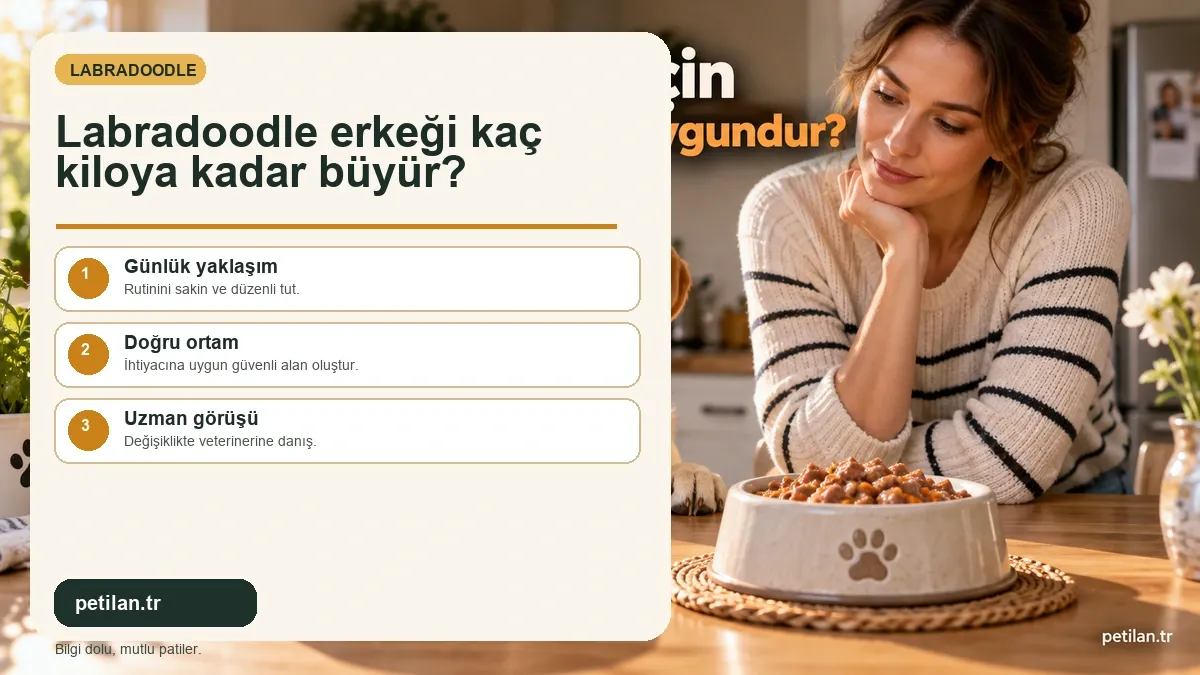 Labradoodle erkeği kaç kiloya kadar büyür?