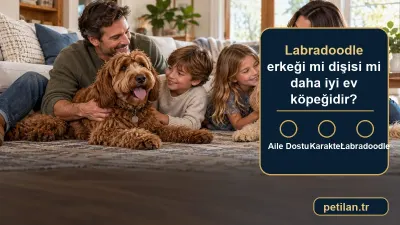Labradoodle erkeği mi dişisi mi daha iyi ev köpeğidir?