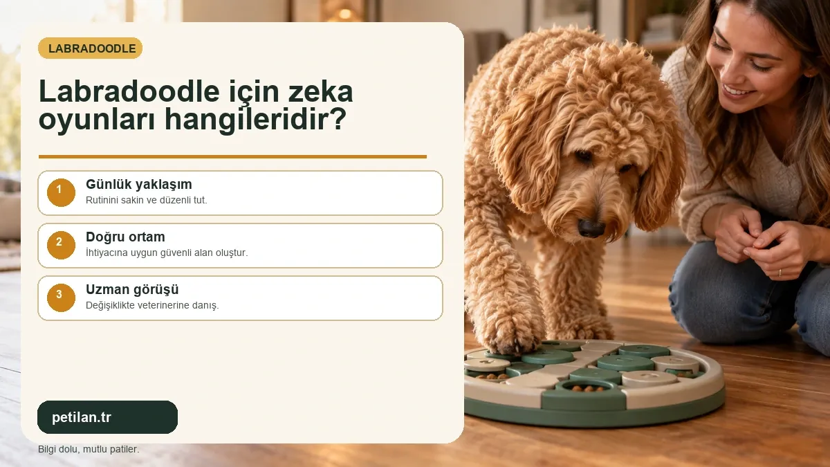 Labradoodle için zeka oyunları hangileridir?