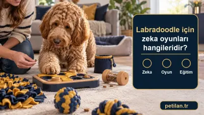 Labradoodle için zeka oyunları hangileridir?
