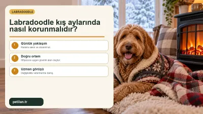 Labradoodle kış aylarında nasıl korunmalıdır?
