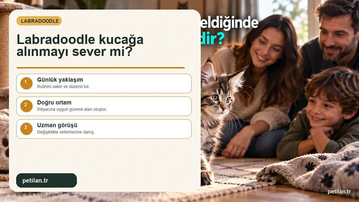 Labradoodle kucağa alınmayı sever mi?