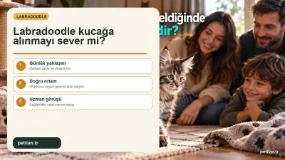 Labradoodle kucağa alınmayı sever mi?