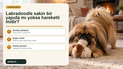 Labradoodle sakin bir yapıda mı yoksa hareketli midir?