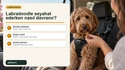 Labradoodle seyahat ederken nasıl davranır?