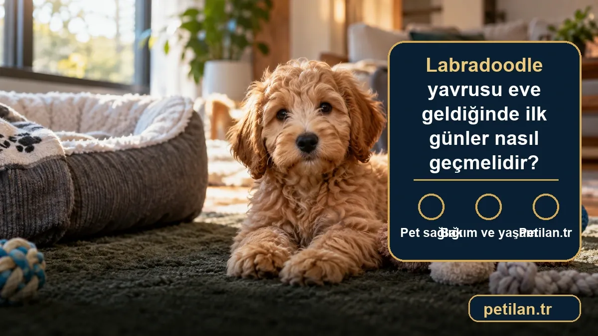 Labradoodle yavrusu eve geldiğinde ilk günler nasıl geçmelidir?