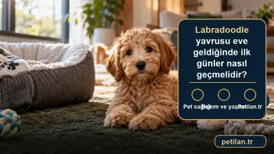 Labradoodle yavrusu eve geldiğinde ilk günler nasıl geçmelidir?