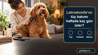 Labradoodle'un tüy bakımı haftada kaç gün ister?