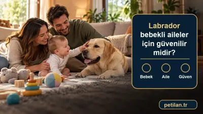 Labrador bebekli aileler için güvenilir midir?