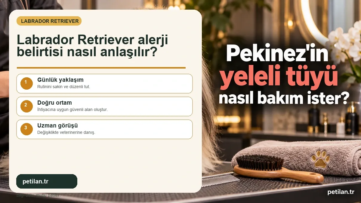 Labrador Retriever alerji belirtisi nasıl anlaşılır?